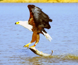 African Fish Eagle. Zimbabwe is a world-famous Birding destination.
