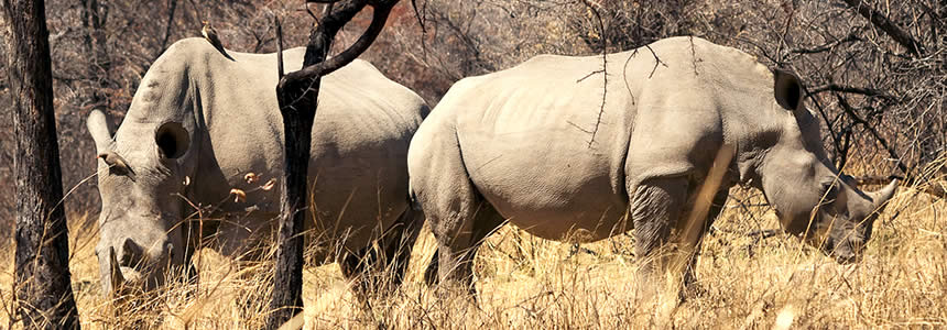 The endangered White Rhino is resident of the Matobo National Park, Bulawayo, and so is the Black rhino.