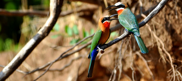 Bee-eaters are a common sighting in the Zambezi Valley area, Zimbabwe.